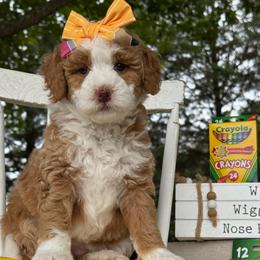 Mint - Red female Bernedoodle puppy in Hesperia, Michigan from Red Acres Poodles & Doodles
