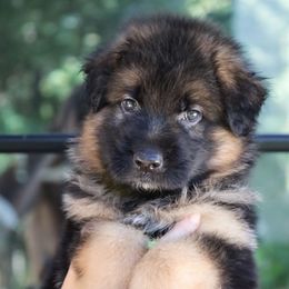 Fig - Black and red male German Shepherd puppy in Canton, Texas from WILDWOOD GERMAN SHEPHERDS