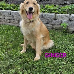 Ginger - Golden Retriever