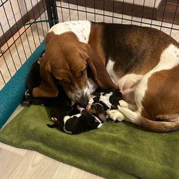 Basset Hounds from Sonne Day Basset Hounds