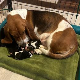 Basset Hounds from Sonne Day Basset Hounds
