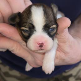 Boy 2 - White and sable male Papillon puppy in Forest City, North Carolina from Eastern Papillions