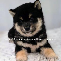 Amaya - Black and tan female Shiba Inu puppy in Tualatin, Oregon from Shiba Paradise