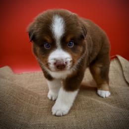 Woodrow - Red tri-color male Miniature American Shepherd puppy in Valley Springs, California from Raindance Ranch