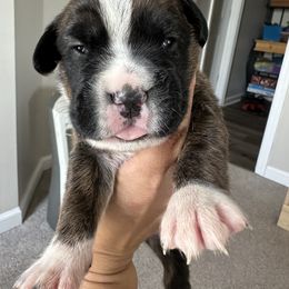 Boxer Puppies from Sweet Carolinas Boxer Babies
