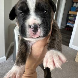 Boxer Puppies from Sweet Carolinas Boxer Babies