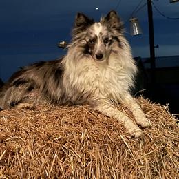 Lil Boy - Shetland Sheepdog