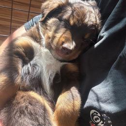 Red - Red tri male Miniature Australian Shepherd puppy in Arizona from Country Charm Mini Aussies