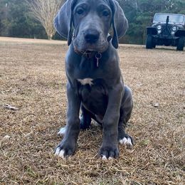 Great Dane Puppies from Night Magic Danes