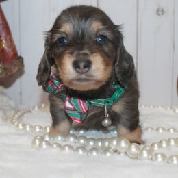 Boy 1 - Chocolate and cream male Dachshund puppy in Collins, Georgia from Liberty Longhair Dachshunds