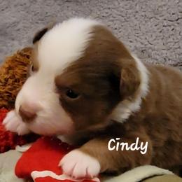Cindy - Red tri female Miniature Australian Shepherd puppy in Waxhaw, North Carolina from Cane Creek Aussies