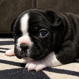 Boy 2 - Black brindle and white male Boston Terrier puppy in Harrodsburg, Kentucky from Joey's Boston Terriers