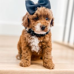 Goldendoodle Puppies from Karmadoodlee