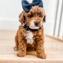 Goldendoodle Puppies from Karmadoodlee