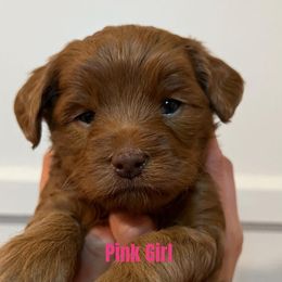 Australian Labradoodle Puppies from Potomac Australian Labradoodles