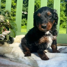 Bernedoodle Puppies from East Coast Bernedoodles