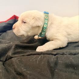 Light blue collar - Red male Cane Corso puppy in Snellville, Georgia from A Really Good Kennel