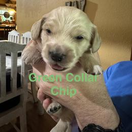 Chip Green Collar - Cream male Dachshund puppy in Dike, Texas from Texas Blessed Dachshunds