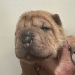 Turk - Red fawn male Chinese Shar-Pei puppy in China, Michigan from Blackwitch Farms