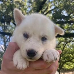 Donut - Sable and white female Siberian Husky puppy in College Station, Texas from Texas Siberian Husky Kennels (TSHK)