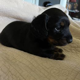 Dachshund Puppies from Cogsworth Cromwell Dachshunds of South West Michigan