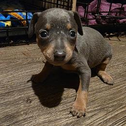 BLBLF2 - Blue and tan female Miniature Pinscher puppy in Middle Point, Ohio from Knisely's Min Pins-AKC