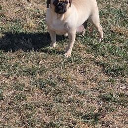 Sage - Fawn female Pug puppy in Arthur, Illinois from Perfect Pugs