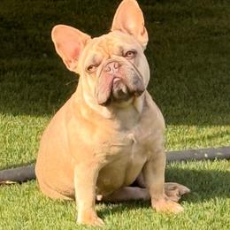 Estrellita - French Bulldog