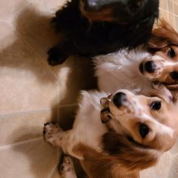 Dachshunds from Infinity Dachshunds