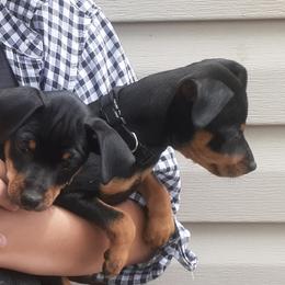 Miniature Pinscher Puppies from Waldron Family Min Pins