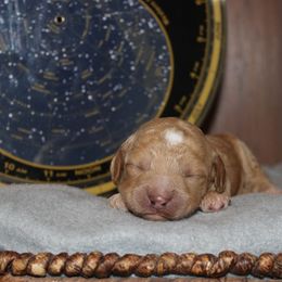 Apollo - Gold male Australian Cobberdog puppy in Bellingham, Minnesota from Whispering Prairie Australian Cobberdog