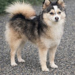Ruby - Pomsky