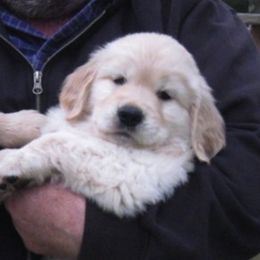Golden Retrievers from Diane Swezey's Golden Retrievers