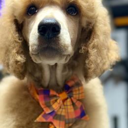 Mr Orange Collar- Rook - Red  male Poodle puppy in Screven, Georgia from Dreamland Standard Poodles