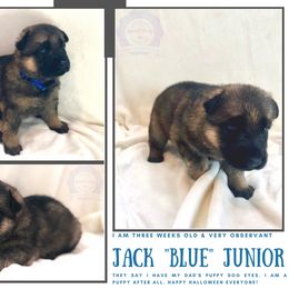German Shepherd Puppies from Mountain Kraft K9 Kennel