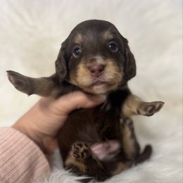 Boy 1 - Chocolate and tan male Dachshund puppy in Fredericksburg, Indiana from Blue River Mini Dachshunds