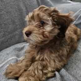 Havapoo Puppies from Derbyville Havapoos
