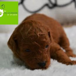 Scarlet - Red  female Poodle puppy in Fairburn, Georgia from The Real Dog Breeders of Atlanta (peachy poodles)