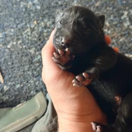 Purple - Black female Labrador Retriever puppy in Millville, New Jersey from Creekside Canines