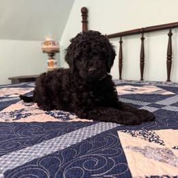 Benjamin Franklin - Black male Poodle puppy in Fairfield, North Carolina from Leaning T Ranch