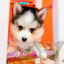 Hans - Black and white Pomsky puppy in Greeley, Colorado from Monarch Pomskies | Northern Colorado