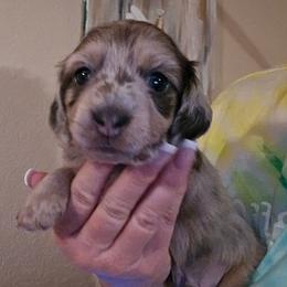 Blue dapple - Blue and cream male Dachshund puppy in Port Charlotte, Florida from Vicki's Dachshund Crossing