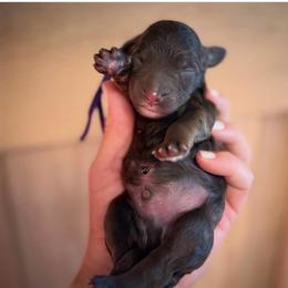 Boy 2 - Chocolate male Labradoodle puppy in Danville, Indiana from Marley’s Doodle Ranch