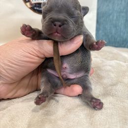 Stacks - Tricolors male French Bulldog puppy in Willis, Texas from Grandiose Frenchies