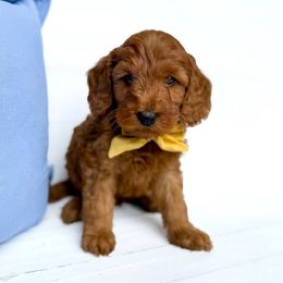 Howie- yellow collar boy - Red  male Goldendoodle puppy in Melbourne, Florida from Space Coast Doodle Co.