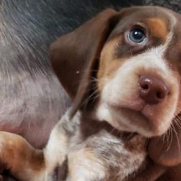 Beagles from Sable Run Farm