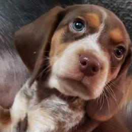 Beagles from Sable Run Farm