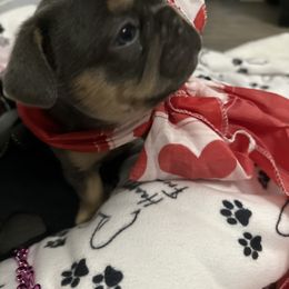 French Bulldog Puppies from Hauppy’s Frenchies