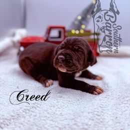 Creed - Mantle male Great Dane puppy in Prairieville, Louisiana from Southern Barron Danes & Dachshunds