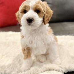 Lucky (Green) - male Golden Mountain Doodle puppy in Twin Falls, Idaho from Magic Valley Family Doodles